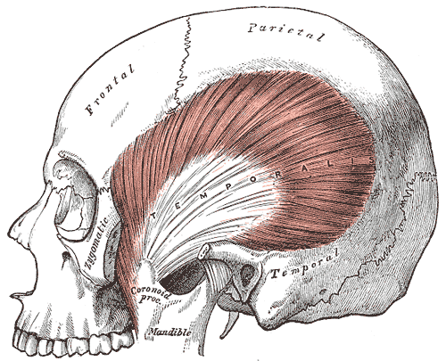 Lateral view of the human skull showing the temporalis — the fan-shaped muscle covering the side of the head — with the masseter and mandible visible below.